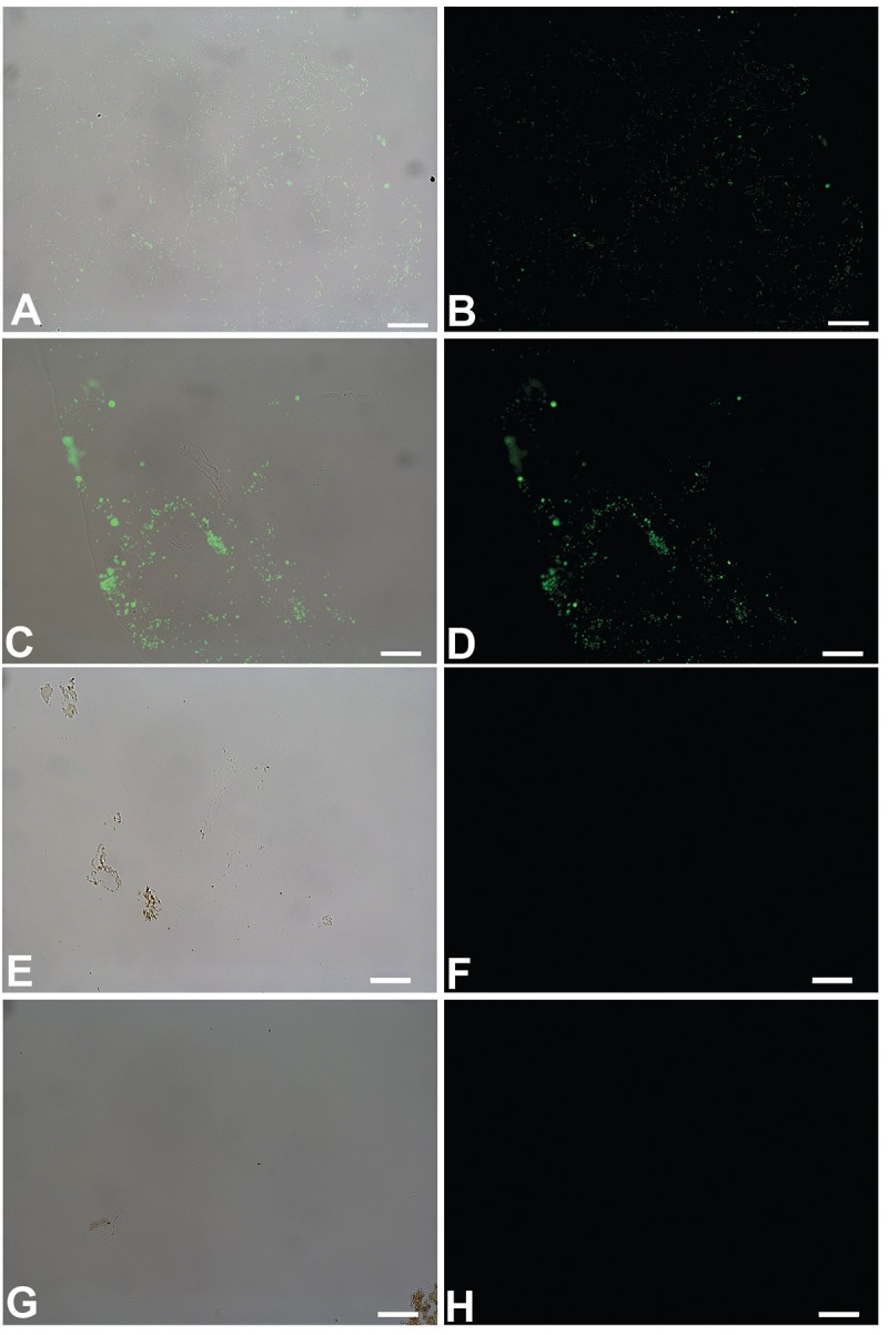 Fig 9