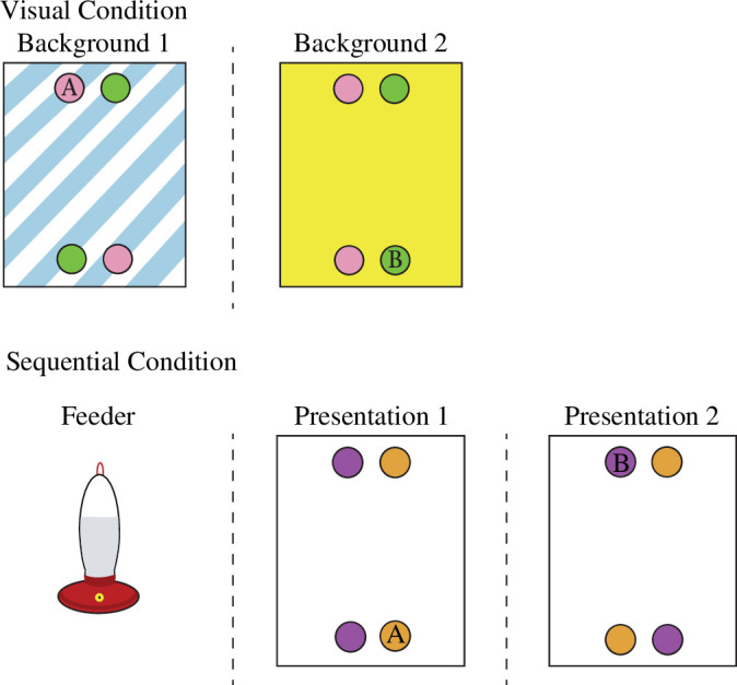 In the upper section is a schematic from the Visual condition of the Jelbert et al. [28] experiment.