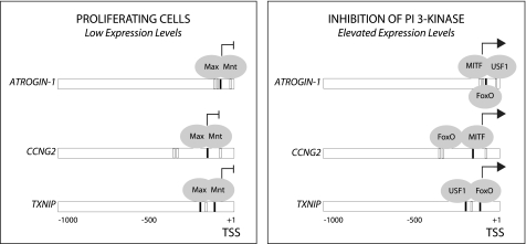 FIGURE 11.