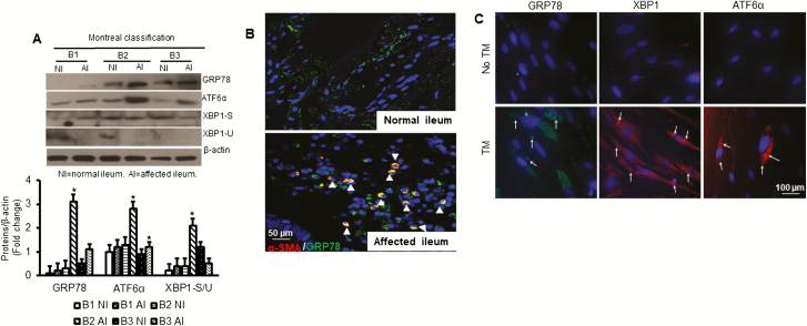 FIGURE 1.