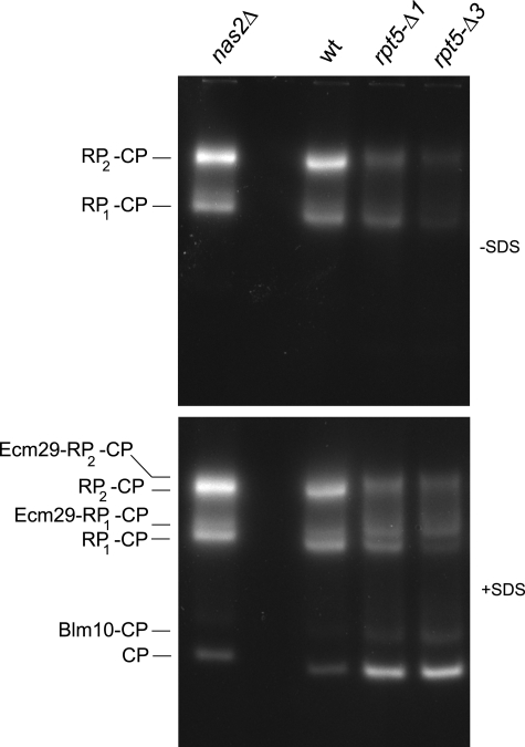 FIGURE 2.