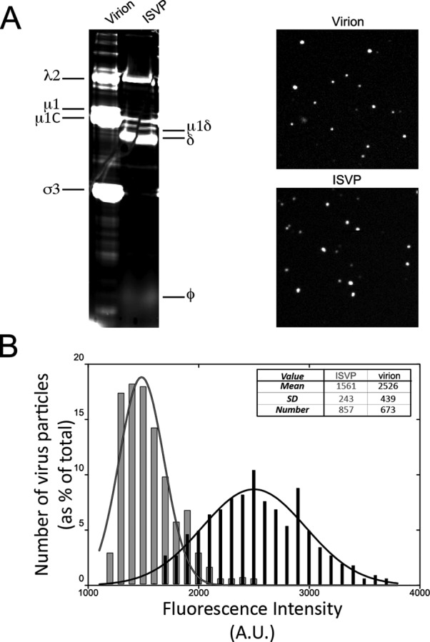 FIGURE 1: