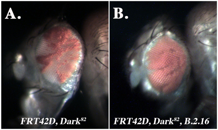 Figure 1. The B.2.16, Dark82 mosaic eye results in an increase in the ratio of mutant pigmented (w+mC) tissue compared to wild type unpigmented tissue