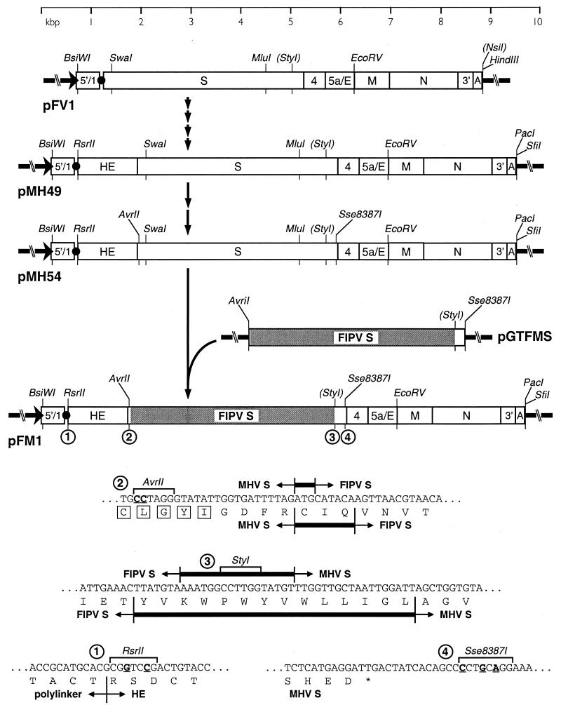 FIG. 1