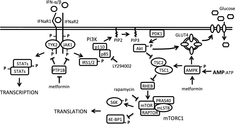 FIG 5