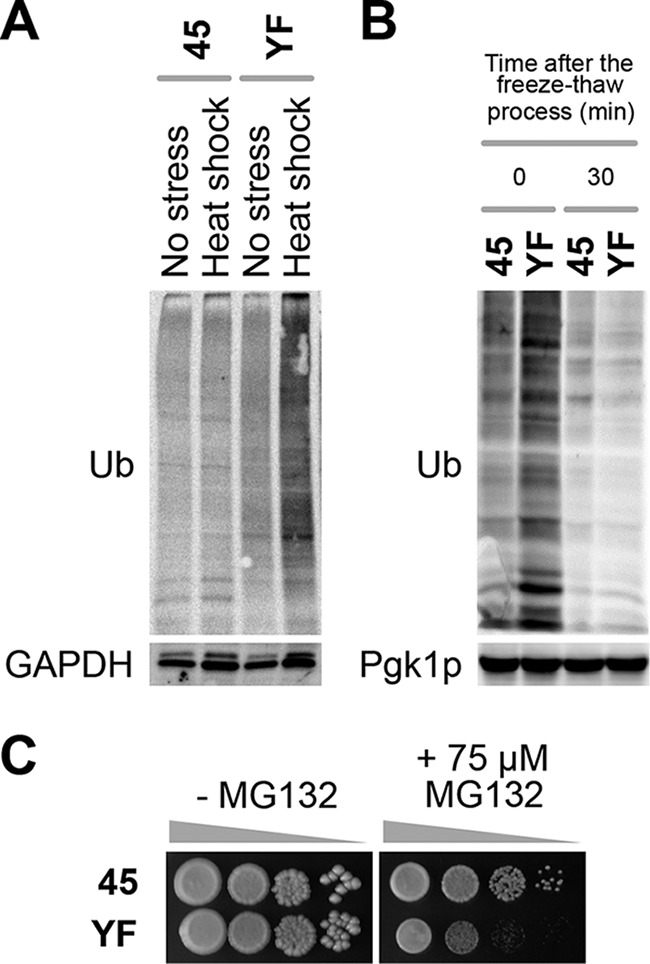 FIG 3