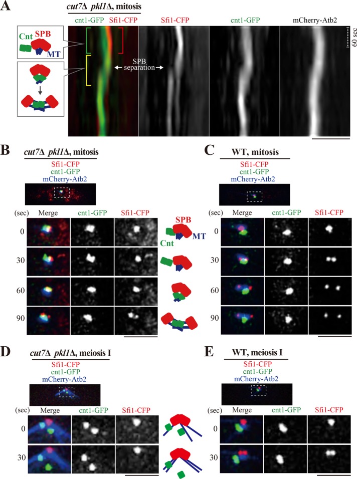 FIGURE 4: