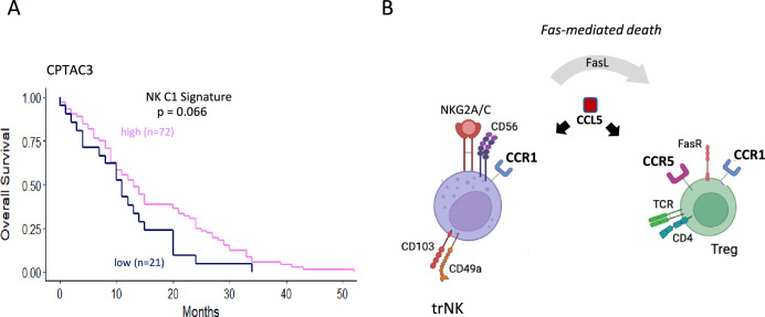 Figure 7—figure supplement 1.