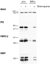 Fig. 9.