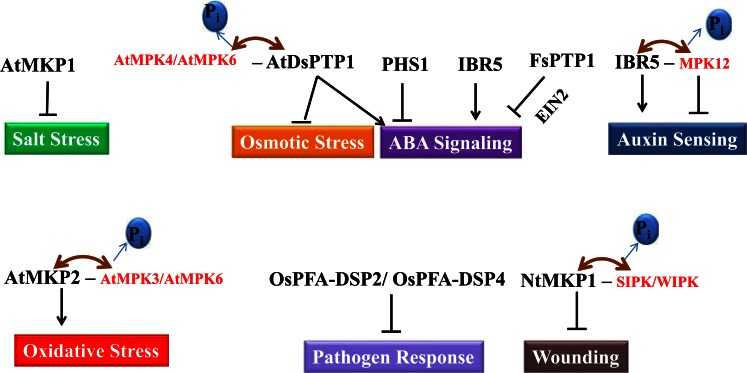 Fig. (1)