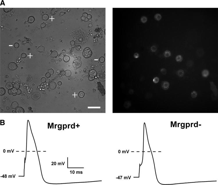 FIG. 1