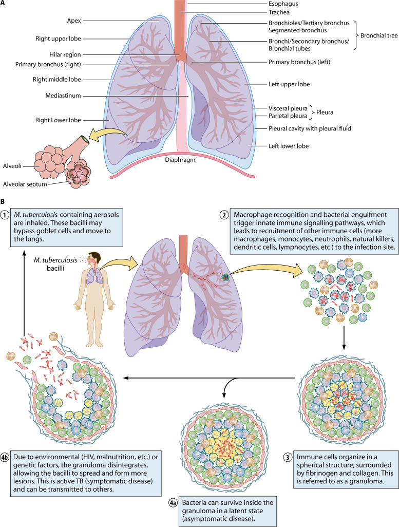 FIG 1