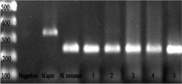 Fig. 2: