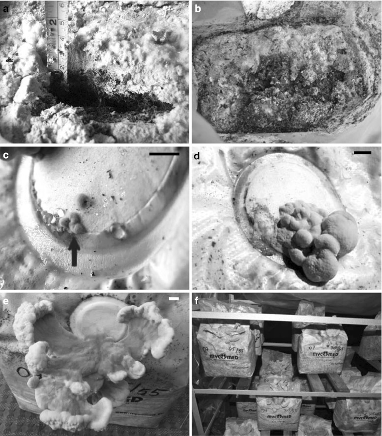 Fig. 1