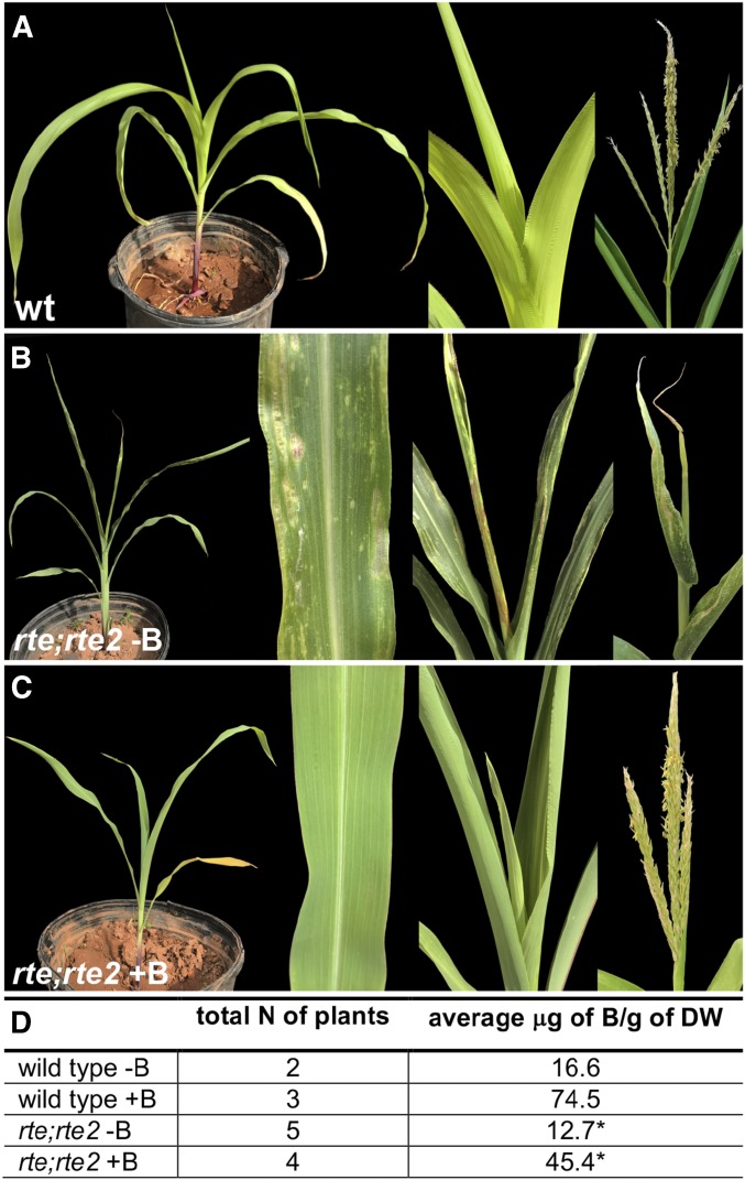 Figure 4 