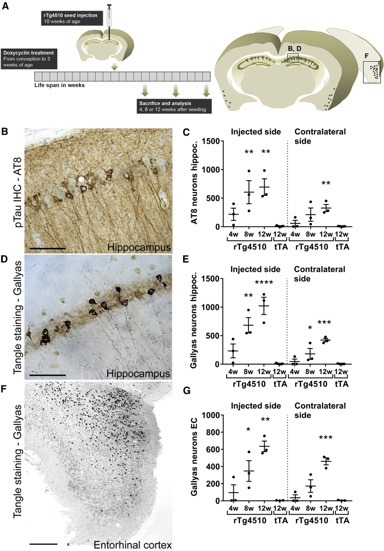 Fig. 4