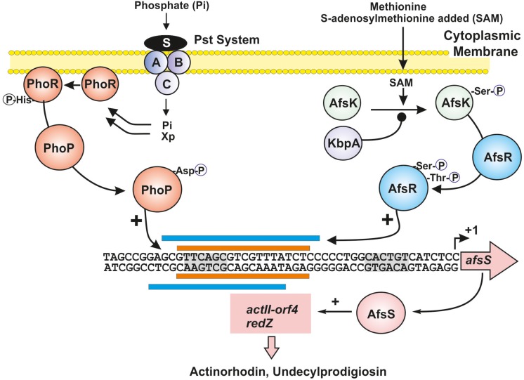 FIGURE 1