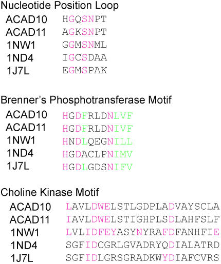 Analysis of the Human Kinome Using Methods Including Fold Recognition ...