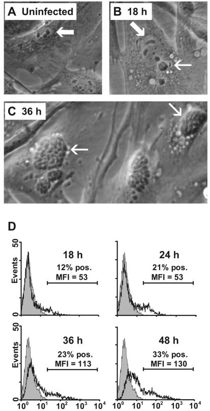 FIG. 1.