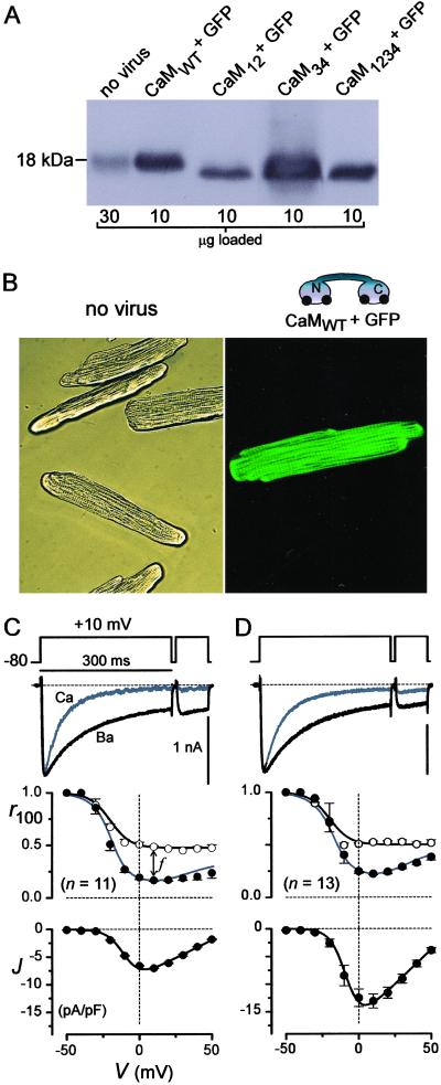 Fig 1.