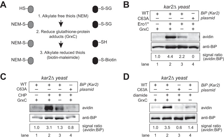 FIGURE 1.