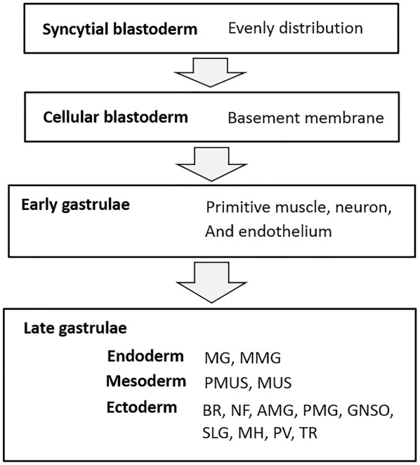 Fig. 8