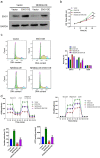 ENO1 overexpression reversed the functional effects of NEDD4L overexpression in OSCC cells.