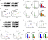Overexpressing NEDD4L in OSCC cells inhibited cell proliferation (CCK8 assay) and triggered cell cycle arrest, suppressed glycolysis (ECAR, OCR, lactate, and ATP).