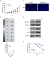 NEDD4L overexpression suppresses tumor growth in vivo, and mice injected with NEDD4LOE-trasnduced SCC15 cells could survive much longer than those injected with normal SCC15 cells.
