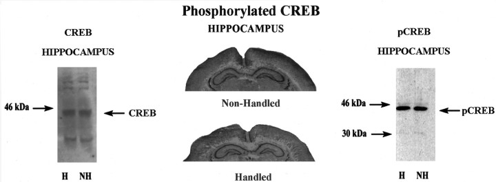 Fig. 9.