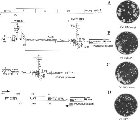 graphic file with name pnas01126-0221-a.jpg