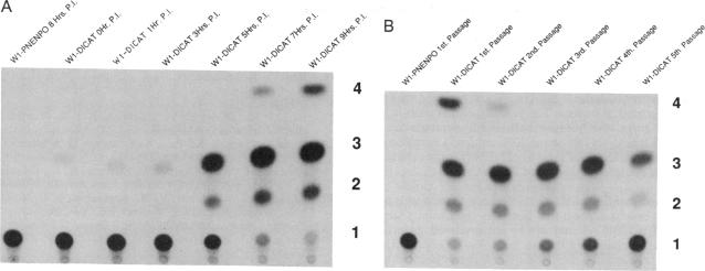 graphic file with name pnas01126-0223-a.jpg