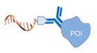 graphic file with name molecules-24-03694-i060.jpg