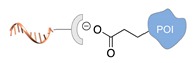 graphic file with name molecules-24-03694-i039.jpg