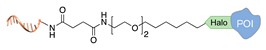 graphic file with name molecules-24-03694-i021.jpg