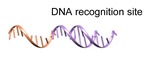 graphic file with name molecules-24-03694-i064.jpg