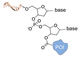 graphic file with name molecules-24-03694-i033.jpg