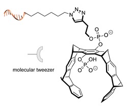 graphic file with name molecules-24-03694-i040.jpg