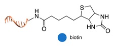 graphic file with name molecules-24-03694-i046.jpg