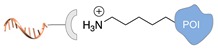 graphic file with name molecules-24-03694-i042.jpg