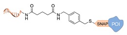 graphic file with name molecules-24-03694-i018.jpg