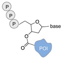 graphic file with name molecules-24-03694-i032.jpg