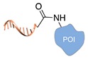 graphic file with name molecules-24-03694-i036.jpg