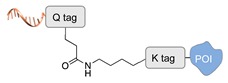 graphic file with name molecules-24-03694-i027.jpg