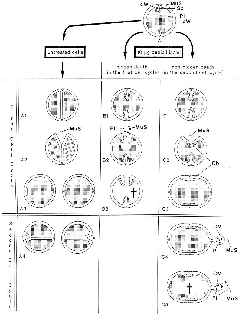 FIG. 25