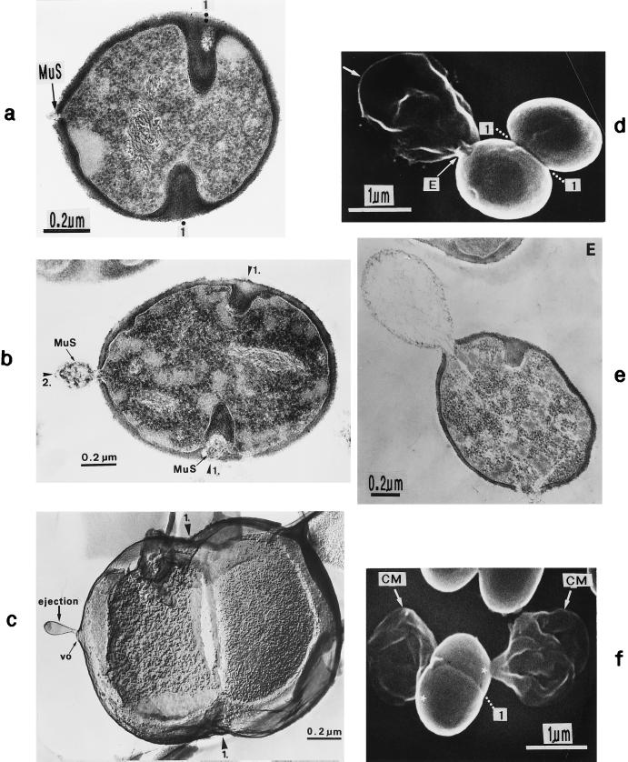 FIG. 20