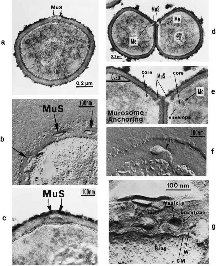 FIG. 5