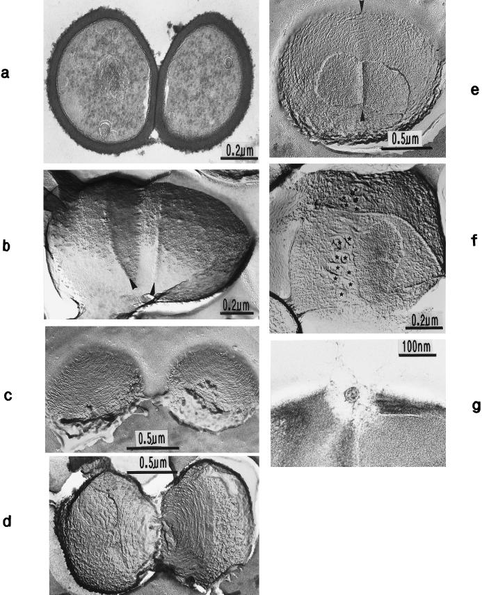 FIG. 13