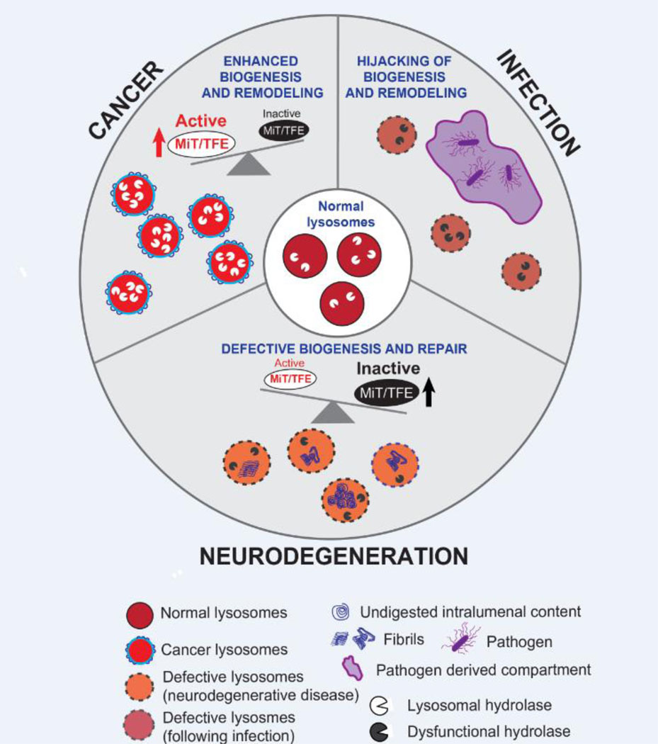 Figure 2: