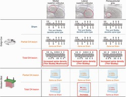 graphic file with name EJN-61-0-g003.jpg